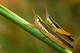 Acrididae, Oxyinae, Oxya hyla intricata, grasshopper