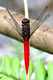 Orthetrum chrysis, Spine-tufted Skimmer, dragonfly, dragonflies and damselflies of Singapore