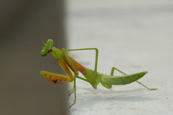 Licklicious Mantis