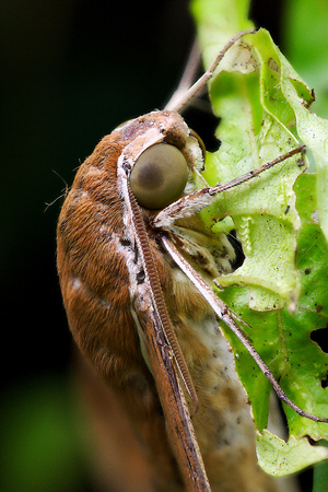 Sphingidae, Macroglossinae, Theretra Clotho Clotho, Hawk Moths, Moth, Butterflies and Moths