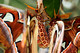 Saturniidae, Attacus atlas, Atlas Moth, Moth, Butterflies and Moths